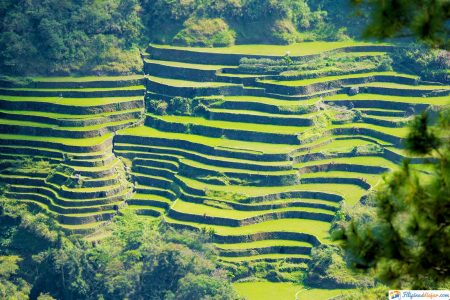 terrazas de arroz en filipinas